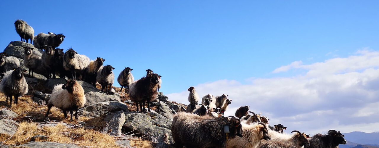 Redusert Lammetap Heading Old Norwegian spelsau (sheep breed) on heather pasture on Nerlandsøya. (Photo: Kristin Sørheim)